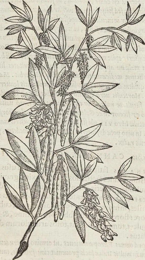 An illustration from Petri Andreae Matthioli Medici Senensis Commentarii, In Libros Sex Pedacii Dioscoridis Anazarbei, De Medica Materia: Adiectis quàm plurimis plantarum & animalium imaginibus, eodem authore, 1554, leaf 478