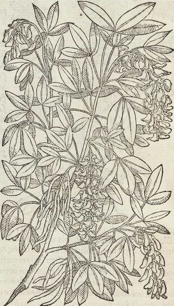 An illustration from Petri Andreae Matthioli Medici Senensis Commentarii, In Libros Sex Pedacii Dioscoridis Anazarbei, De Medica Materia: Adiectis quàm plurimis plantarum & animalium imaginibus, eodem authore, 1554, leaf 478