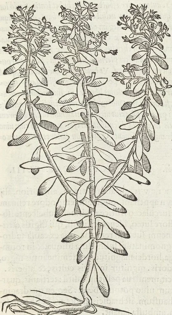 An illustration from Petri Andreae Matthioli Medici Senensis Commentarii, In Libros Sex Pedacii Dioscoridis Anazarbei, De Medica Materia: Adiectis quàm plurimis plantarum & animalium imaginibus, eodem authore, 1554, leaf 479