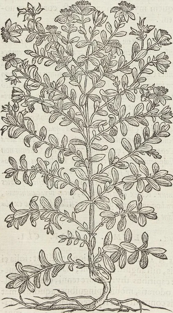 An illustration from Petri Andreae Matthioli Medici Senensis Commentarii, In Libros Sex Pedacii Dioscoridis Anazarbei, De Medica Materia: Adiectis quàm plurimis plantarum & animalium imaginibus, eodem authore, 1554, leaf 480