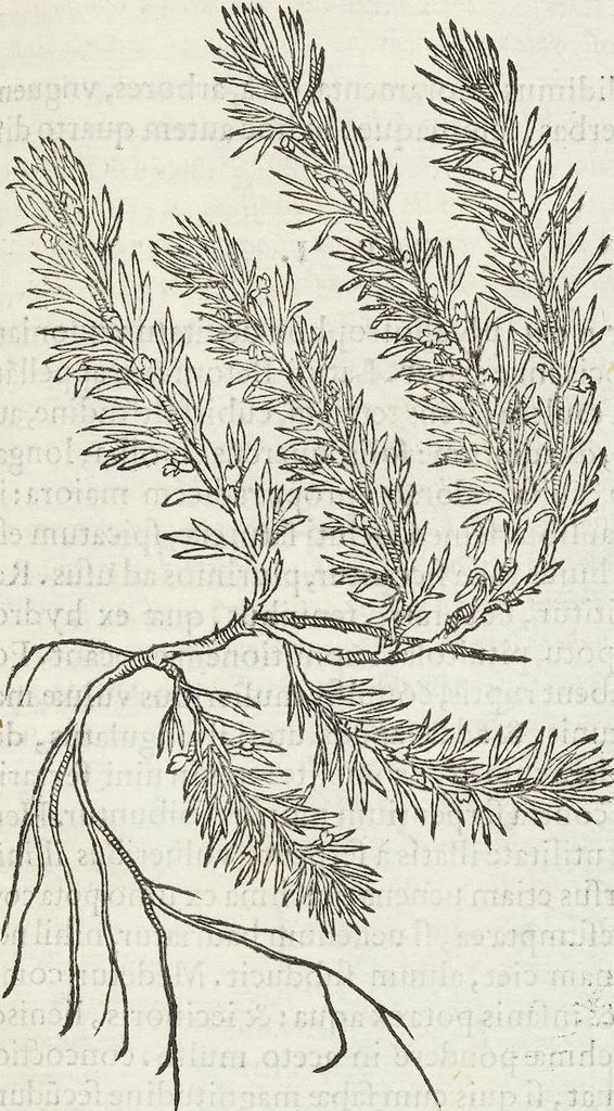 An illustration from Petri Andreae Matthioli Medici Senensis Commentarii, In Libros Sex Pedacii Dioscoridis Anazarbei, De Medica Materia: Adiectis quàm plurimis plantarum & animalium imaginibus, eodem authore, 1554, leaf 483