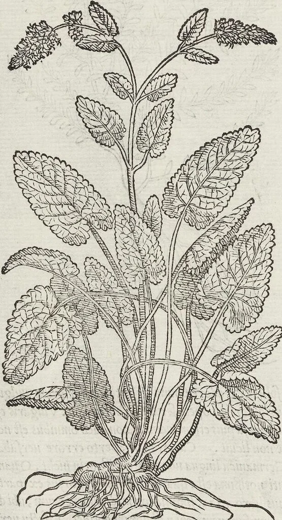 An illustration from Petri Andreae Matthioli Medici Senensis Commentarii, In Libros Sex Pedacii Dioscoridis Anazarbei, De Medica Materia: Adiectis quàm plurimis plantarum & animalium imaginibus, eodem authore, 1554, leaf 484
