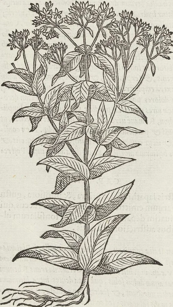 An illustration from Petri Andreae Matthioli Medici Senensis Commentarii, In Libros Sex Pedacii Dioscoridis Anazarbei, De Medica Materia: Adiectis quàm plurimis plantarum & animalium imaginibus, eodem authore, 1554, leaf 486