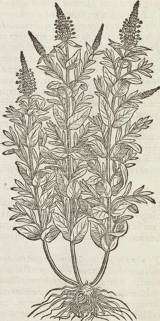 An illustration from Petri Andreae Matthioli Medici Senensis Commentarii, In Libros Sex Pedacii Dioscoridis Anazarbei, De Medica Materia: Adiectis quàm plurimis plantarum & animalium imaginibus, eodem authore, 1554, leaf 486