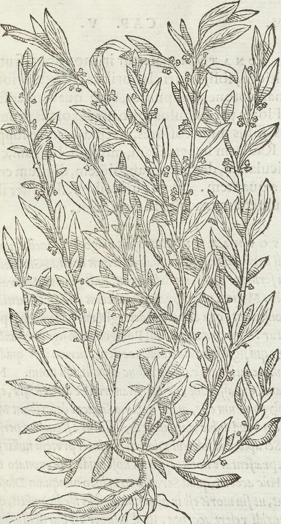 An illustration from Petri Andreae Matthioli Medici Senensis Commentarii, In Libros Sex Pedacii Dioscoridis Anazarbei, De Medica Materia: Adiectis quàm plurimis plantarum & animalium imaginibus, eodem authore, 1554, leaf 487