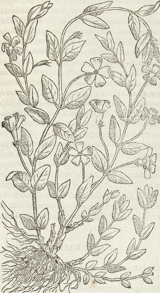 An illustration from Petri Andreae Matthioli Medici Senensis Commentarii, In Libros Sex Pedacii Dioscoridis Anazarbei, De Medica Materia: Adiectis quàm plurimis plantarum & animalium imaginibus, eodem authore, 1554, leaf 489