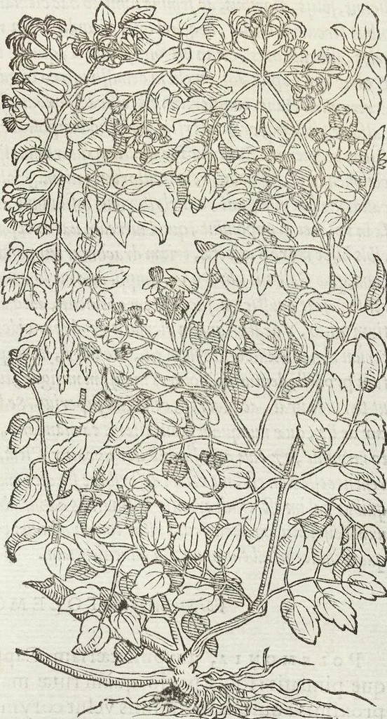 An illustration from Petri Andreae Matthioli Medici Senensis Commentarii, In Libros Sex Pedacii Dioscoridis Anazarbei, De Medica Materia: Adiectis quàm plurimis plantarum & animalium imaginibus, eodem authore, 1554, leaf 489