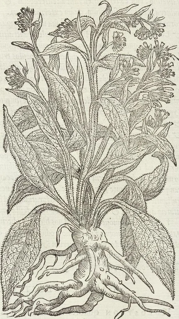 An illustration from Petri Andreae Matthioli Medici Senensis Commentarii, In Libros Sex Pedacii Dioscoridis Anazarbei, De Medica Materia: Adiectis quàm plurimis plantarum & animalium imaginibus, eodem authore, 1554, leaf 491