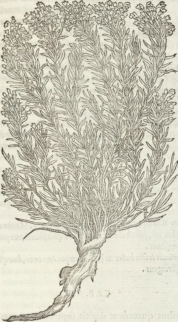 An illustration from Petri Andreae Matthioli Medici Senensis Commentarii, In Libros Sex Pedacii Dioscoridis Anazarbei, De Medica Materia: Adiectis quàm plurimis plantarum & animalium imaginibus, eodem authore, 1554, leaf 491