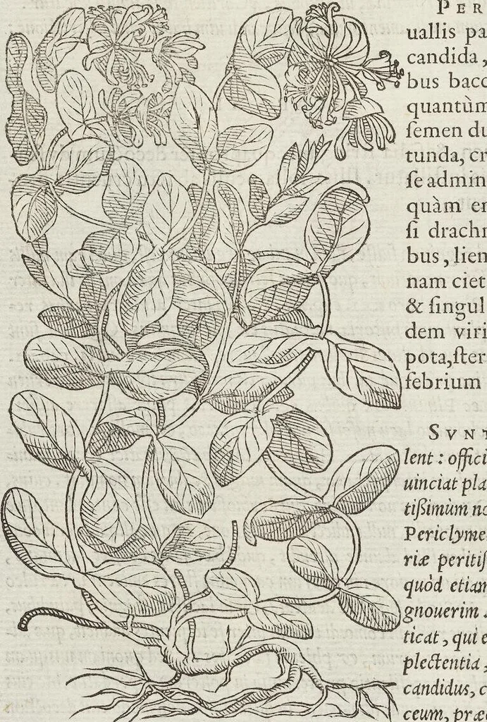 An illustration from Petri Andreae Matthioli Medici Senensis Commentarii, In Libros Sex Pedacii Dioscoridis Anazarbei, De Medica Materia: Adiectis quàm plurimis plantarum & animalium imaginibus, eodem authore, 1554, leaf 494