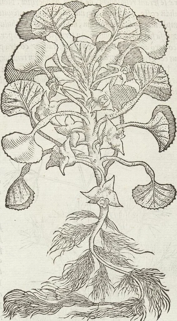 An illustration from Petri Andreae Matthioli Medici Senensis Commentarii, In Libros Sex Pedacii Dioscoridis Anazarbei, De Medica Materia: Adiectis quàm plurimis plantarum & animalium imaginibus, eodem authore, 1554, leaf 495