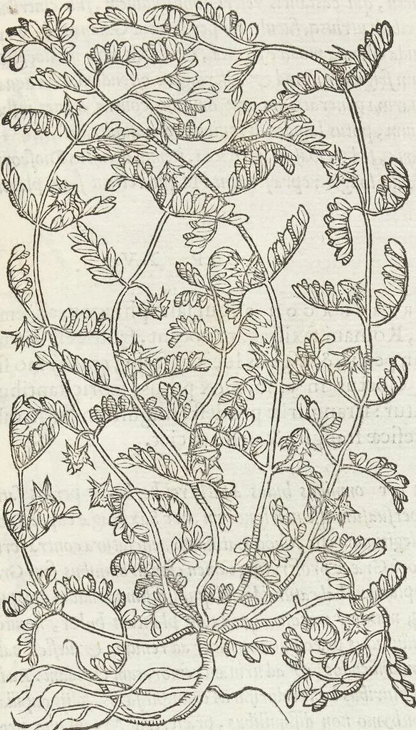 An illustration from Petri Andreae Matthioli Medici Senensis Commentarii, In Libros Sex Pedacii Dioscoridis Anazarbei, De Medica Materia: Adiectis quàm plurimis plantarum & animalium imaginibus, eodem authore, 1554, leaf 495