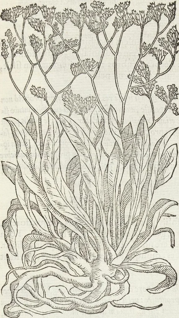 An illustration from Petri Andreae Matthioli Medici Senensis Commentarii, In Libros Sex Pedacii Dioscoridis Anazarbei, De Medica Materia: Adiectis quàm plurimis plantarum & animalium imaginibus, eodem authore, 1554, leaf 497