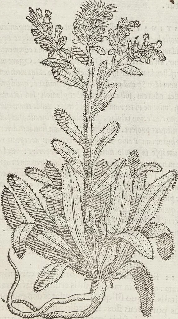 An illustration from Petri Andreae Matthioli Medici Senensis Commentarii, In Libros Sex Pedacii Dioscoridis Anazarbei, De Medica Materia: Adiectis quàm plurimis plantarum & animalium imaginibus, eodem authore, 1554, leaf 500