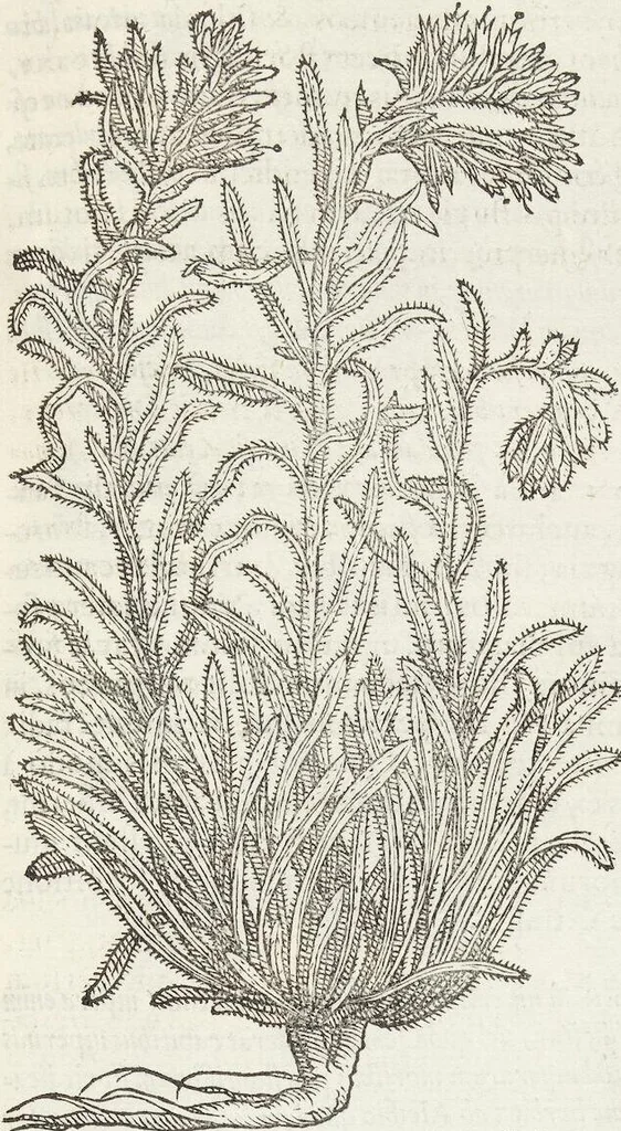 An illustration from Petri Andreae Matthioli Medici Senensis Commentarii, In Libros Sex Pedacii Dioscoridis Anazarbei, De Medica Materia: Adiectis quàm plurimis plantarum & animalium imaginibus, eodem authore, 1554, leaf 501
