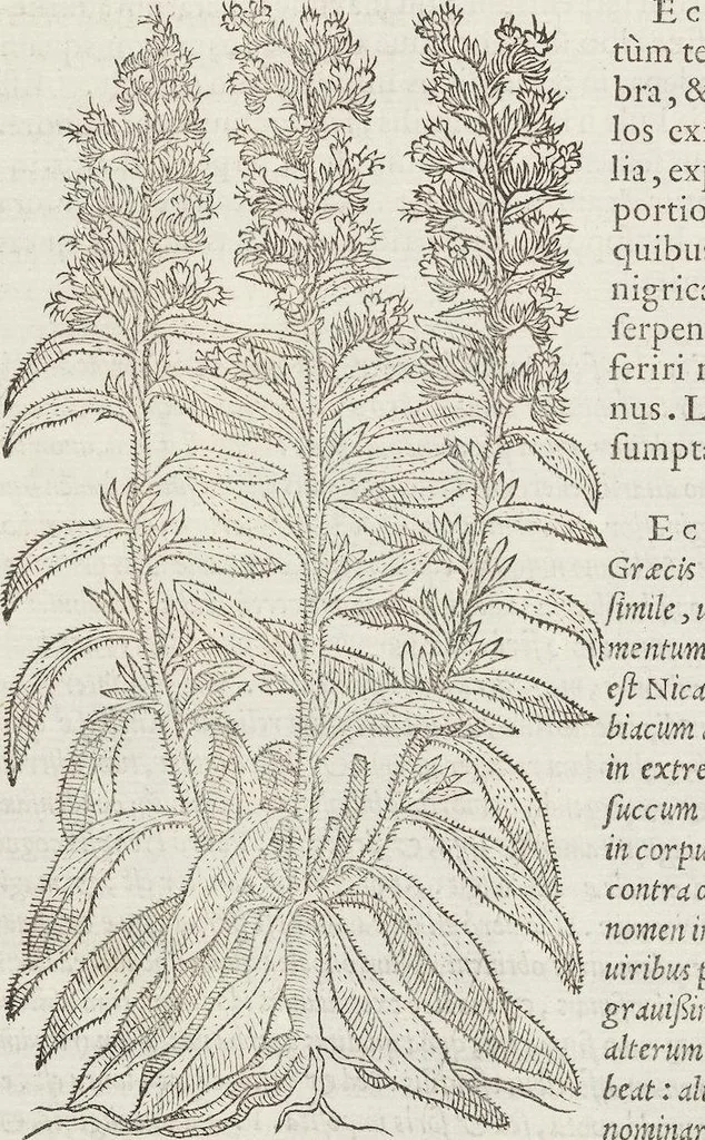 An illustration from Petri Andreae Matthioli Medici Senensis Commentarii, In Libros Sex Pedacii Dioscoridis Anazarbei, De Medica Materia: Adiectis quàm plurimis plantarum & animalium imaginibus, eodem authore, 1554, leaf 502