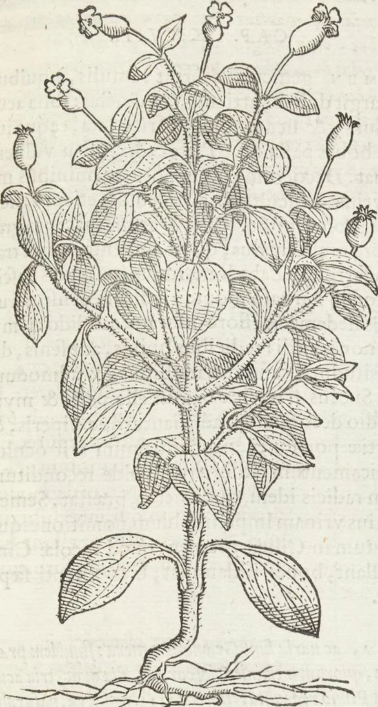 An illustration from Petri Andreae Matthioli Medici Senensis Commentarii, In Libros Sex Pedacii Dioscoridis Anazarbei, De Medica Materia: Adiectis quàm plurimis plantarum & animalium imaginibus, eodem authore, 1554, leaf 503