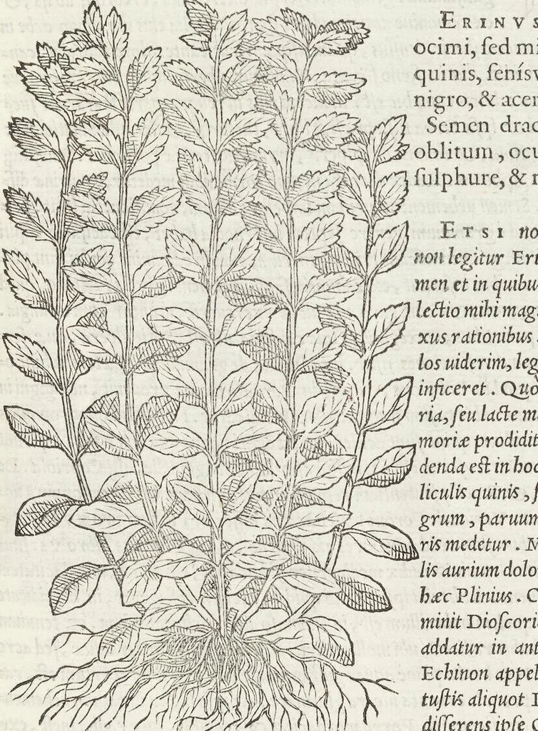 An illustration from Petri Andreae Matthioli Medici Senensis Commentarii, In Libros Sex Pedacii Dioscoridis Anazarbei, De Medica Materia: Adiectis quàm plurimis plantarum & animalium imaginibus, eodem authore, 1554, leaf 503