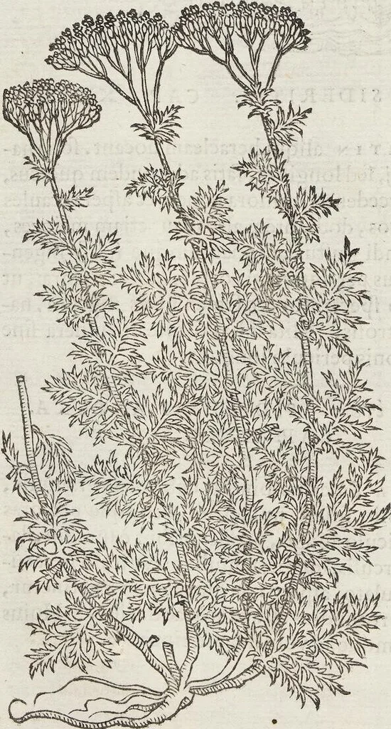 An illustration from Petri Andreae Matthioli Medici Senensis Commentarii, In Libros Sex Pedacii Dioscoridis Anazarbei, De Medica Materia: Adiectis quàm plurimis plantarum & animalium imaginibus, eodem authore, 1554, leaf 506
