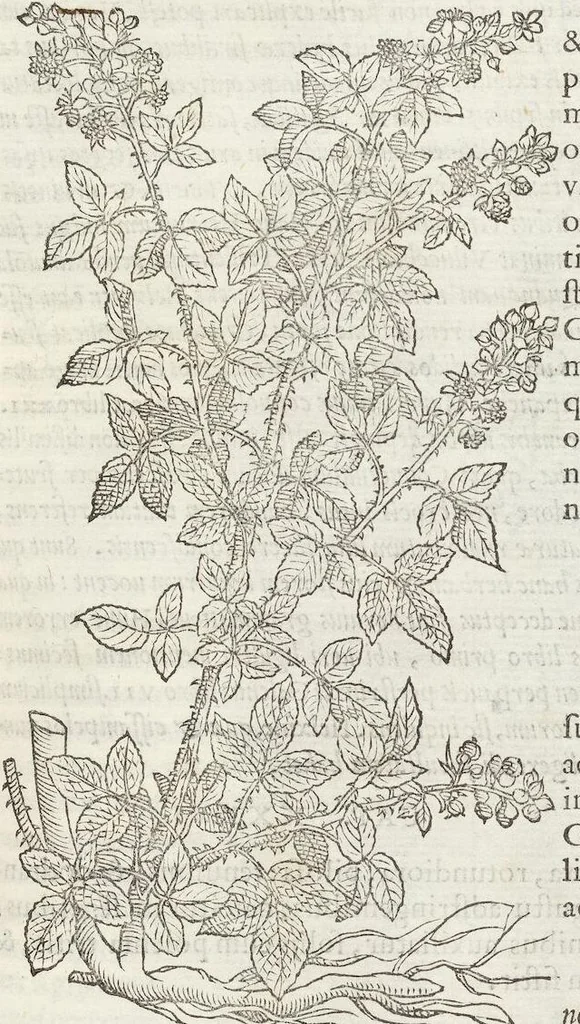 An illustration from Petri Andreae Matthioli Medici Senensis Commentarii, In Libros Sex Pedacii Dioscoridis Anazarbei, De Medica Materia: Adiectis quàm plurimis plantarum & animalium imaginibus, eodem authore, 1554, leaf 507