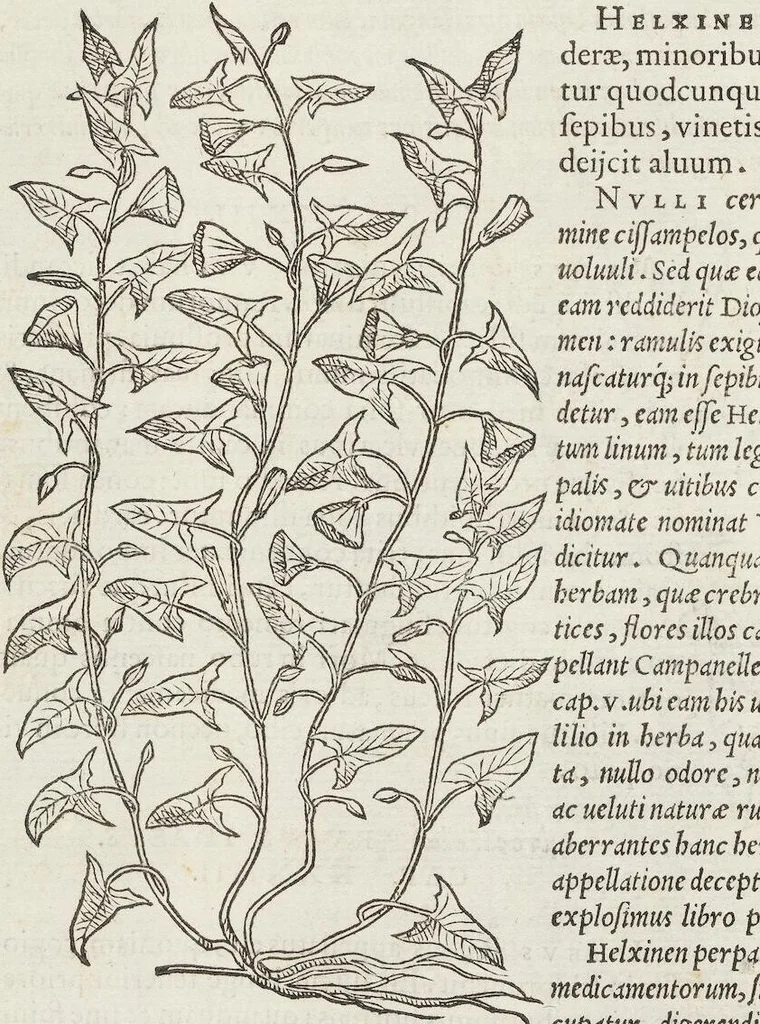 An illustration from Petri Andreae Matthioli Medici Senensis Commentarii, In Libros Sex Pedacii Dioscoridis Anazarbei, De Medica Materia: Adiectis quàm plurimis plantarum & animalium imaginibus, eodem authore, 1554, leaf 508
