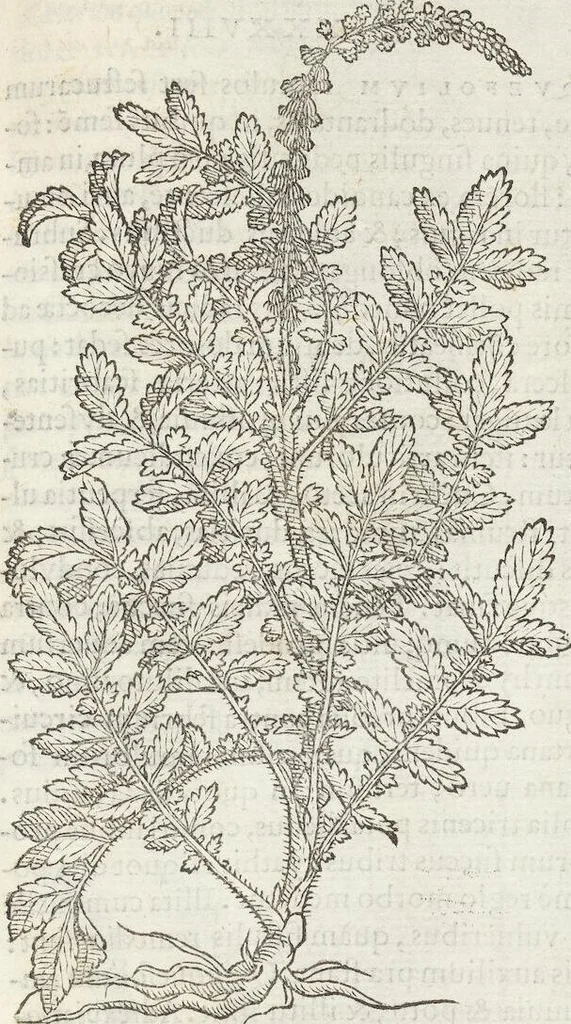 An illustration from Petri Andreae Matthioli Medici Senensis Commentarii, In Libros Sex Pedacii Dioscoridis Anazarbei, De Medica Materia: Adiectis quàm plurimis plantarum & animalium imaginibus, eodem authore, 1554, leaf 509