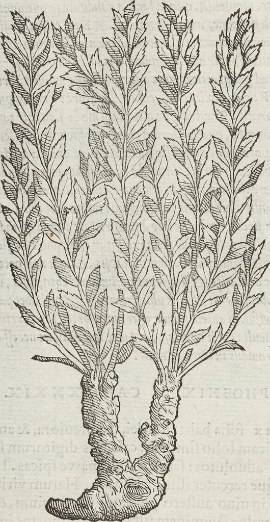 An illustration from Petri Andreae Matthioli Medici Senensis Commentarii, In Libros Sex Pedacii Dioscoridis Anazarbei, De Medica Materia: Adiectis quàm plurimis plantarum & animalium imaginibus, eodem authore, 1554, leaf 512