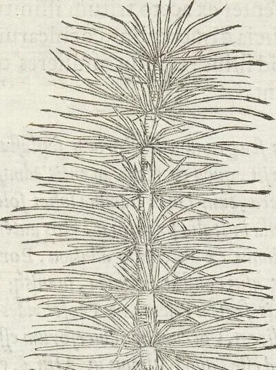 An illustration from Petri Andreae Matthioli Medici Senensis Commentarii, In Libros Sex Pedacii Dioscoridis Anazarbei, De Medica Materia: Adiectis quàm plurimis plantarum & animalium imaginibus, eodem authore, 1554, leaf 513
