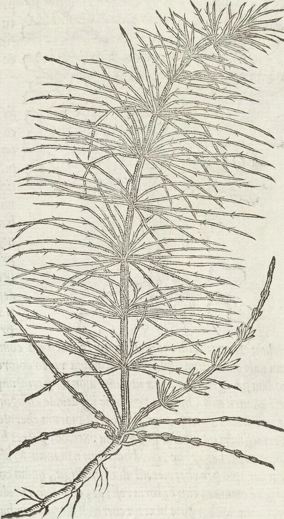 An illustration from Petri Andreae Matthioli Medici Senensis Commentarii, In Libros Sex Pedacii Dioscoridis Anazarbei, De Medica Materia: Adiectis quàm plurimis plantarum & animalium imaginibus, eodem authore, 1554, leaf 513