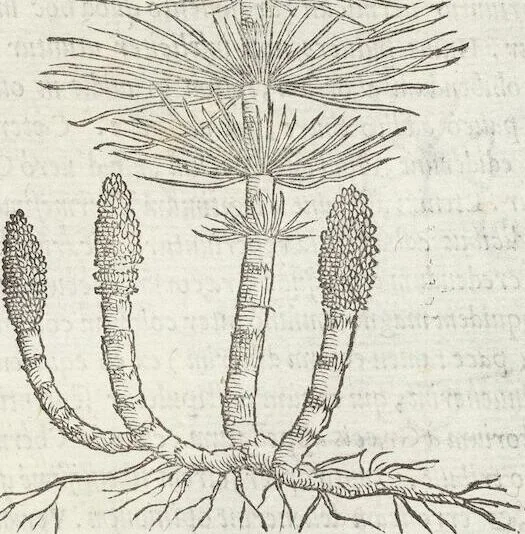 An illustration from Petri Andreae Matthioli Medici Senensis Commentarii, In Libros Sex Pedacii Dioscoridis Anazarbei, De Medica Materia: Adiectis quàm plurimis plantarum & animalium imaginibus, eodem authore, 1554, leaf 513