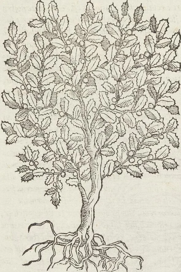 An illustration from Petri Andreae Matthioli Medici Senensis Commentarii, In Libros Sex Pedacii Dioscoridis Anazarbei, De Medica Materia: Adiectis quàm plurimis plantarum & animalium imaginibus, eodem authore, 1554, leaf 514
