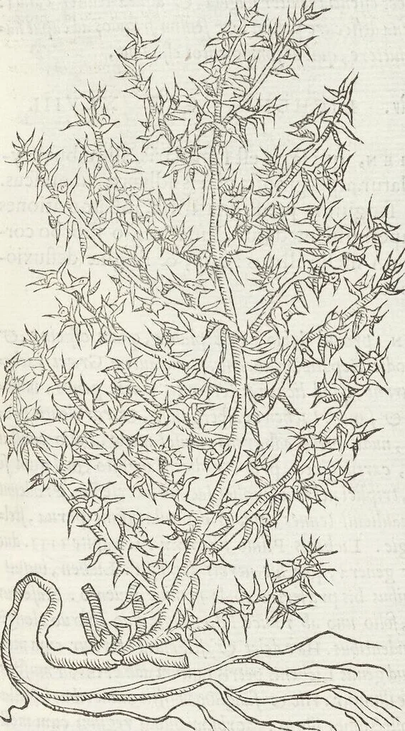 An illustration from Petri Andreae Matthioli Medici Senensis Commentarii, In Libros Sex Pedacii Dioscoridis Anazarbei, De Medica Materia: Adiectis quàm plurimis plantarum & animalium imaginibus, eodem authore, 1554, leaf 515