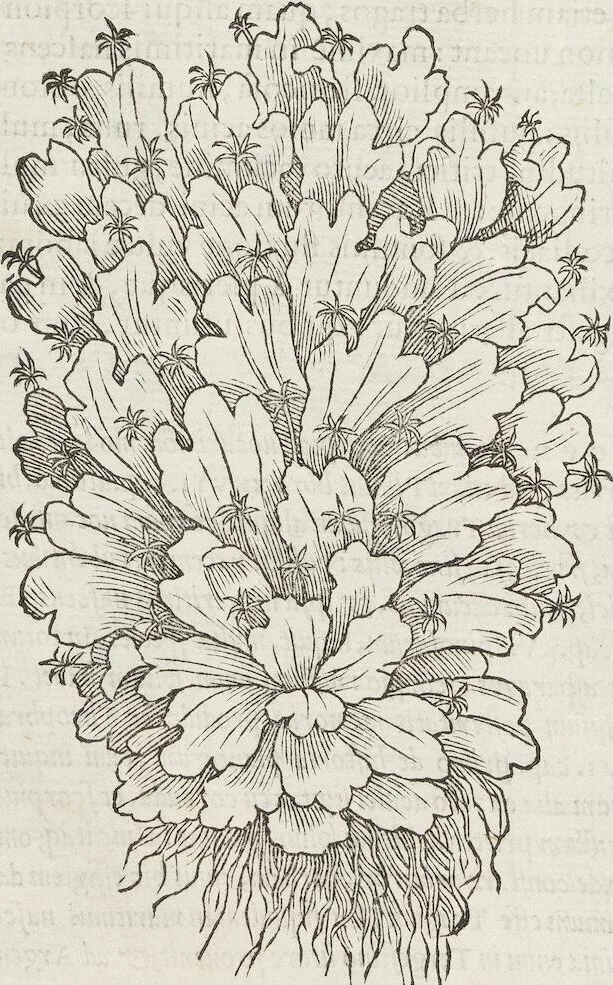 An illustration from Petri Andreae Matthioli Medici Senensis Commentarii, In Libros Sex Pedacii Dioscoridis Anazarbei, De Medica Materia: Adiectis quàm plurimis plantarum & animalium imaginibus, eodem authore, 1554, leaf 516