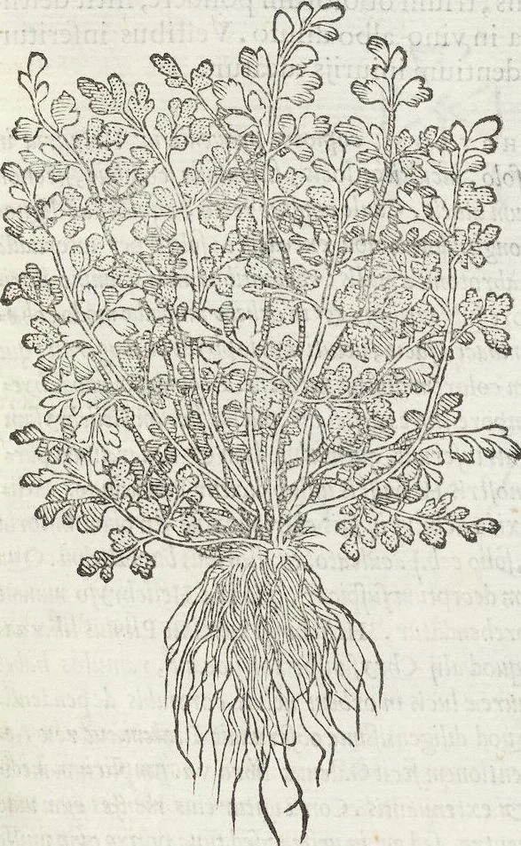 An illustration from Petri Andreae Matthioli Medici Senensis Commentarii, In Libros Sex Pedacii Dioscoridis Anazarbei, De Medica Materia: Adiectis quàm plurimis plantarum & animalium imaginibus, eodem authore, 1554, leaf 517