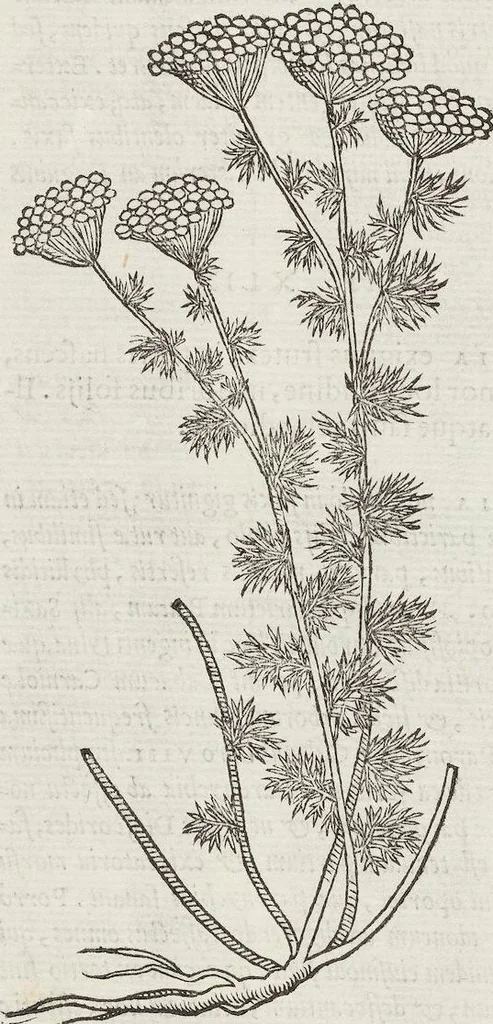 An illustration from Petri Andreae Matthioli Medici Senensis Commentarii, In Libros Sex Pedacii Dioscoridis Anazarbei, De Medica Materia: Adiectis quàm plurimis plantarum & animalium imaginibus, eodem authore, 1554, leaf 518
