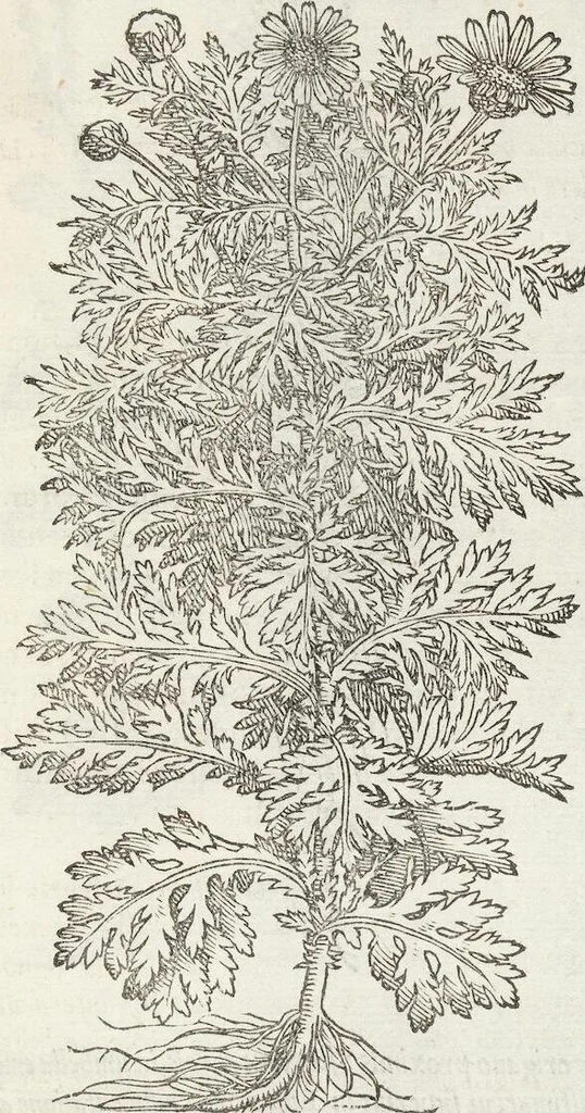 An illustration from Petri Andreae Matthioli Medici Senensis Commentarii, In Libros Sex Pedacii Dioscoridis Anazarbei, De Medica Materia: Adiectis quàm plurimis plantarum & animalium imaginibus, eodem authore, 1554, leaf 519