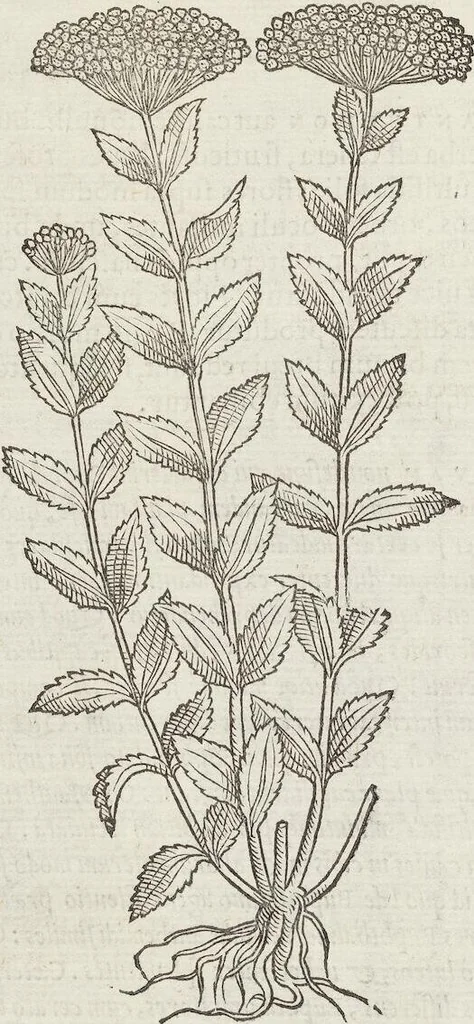 An illustration from Petri Andreae Matthioli Medici Senensis Commentarii, In Libros Sex Pedacii Dioscoridis Anazarbei, De Medica Materia: Adiectis quàm plurimis plantarum & animalium imaginibus, eodem authore, 1554, leaf 520