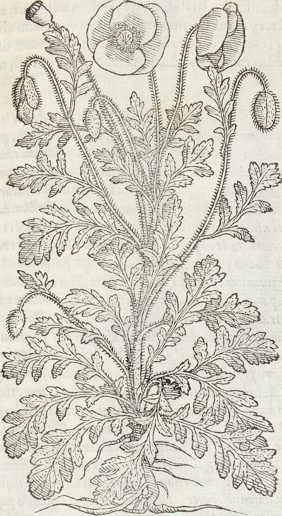 An illustration from Petri Andreae Matthioli Medici Senensis Commentarii, In Libros Sex Pedacii Dioscoridis Anazarbei, De Medica Materia: Adiectis quàm plurimis plantarum & animalium imaginibus, eodem authore, 1554, leaf 523
