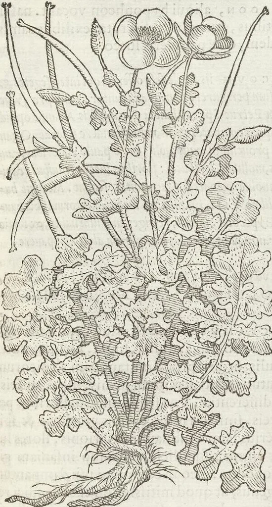 An illustration from Petri Andreae Matthioli Medici Senensis Commentarii, In Libros Sex Pedacii Dioscoridis Anazarbei, De Medica Materia: Adiectis quàm plurimis plantarum & animalium imaginibus, eodem authore, 1554, leaf 525