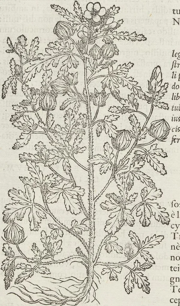 An illustration from Petri Andreae Matthioli Medici Senensis Commentarii, In Libros Sex Pedacii Dioscoridis Anazarbei, De Medica Materia: Adiectis quàm plurimis plantarum & animalium imaginibus, eodem authore, 1554, leaf 526