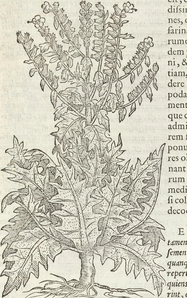 An illustration from Petri Andreae Matthioli Medici Senensis Commentarii, In Libros Sex Pedacii Dioscoridis Anazarbei, De Medica Materia: Adiectis quàm plurimis plantarum & animalium imaginibus, eodem authore, 1554, leaf 527