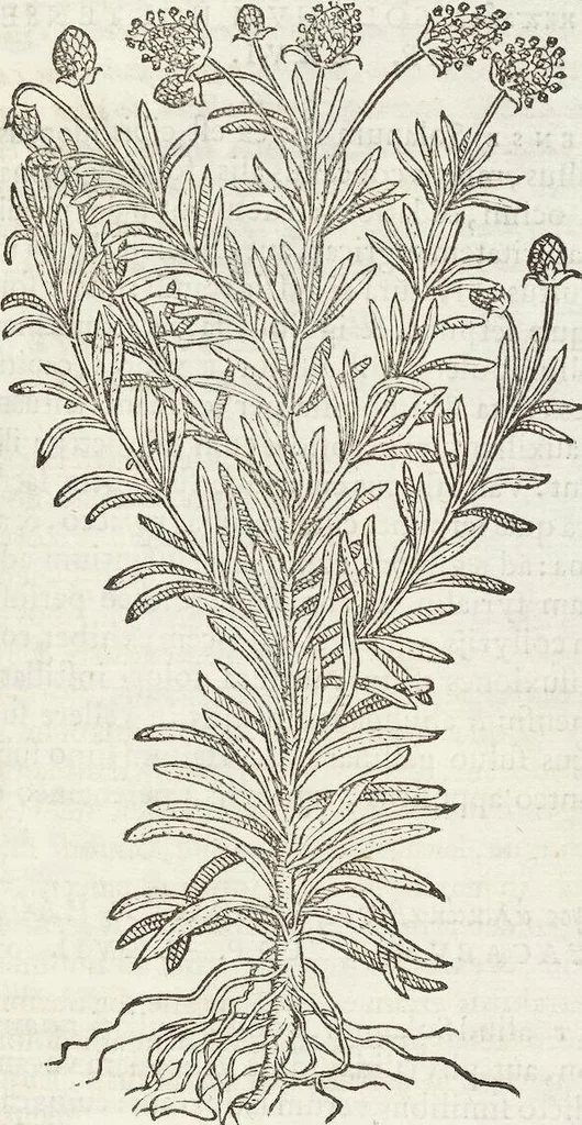An illustration from Petri Andreae Matthioli Medici Senensis Commentarii, In Libros Sex Pedacii Dioscoridis Anazarbei, De Medica Materia: Adiectis quàm plurimis plantarum & animalium imaginibus, eodem authore, 1554, leaf 527