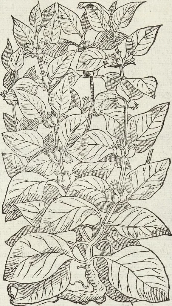 An illustration from Petri Andreae Matthioli Medici Senensis Commentarii, In Libros Sex Pedacii Dioscoridis Anazarbei, De Medica Materia: Adiectis quàm plurimis plantarum & animalium imaginibus, eodem authore, 1554, leaf 529
