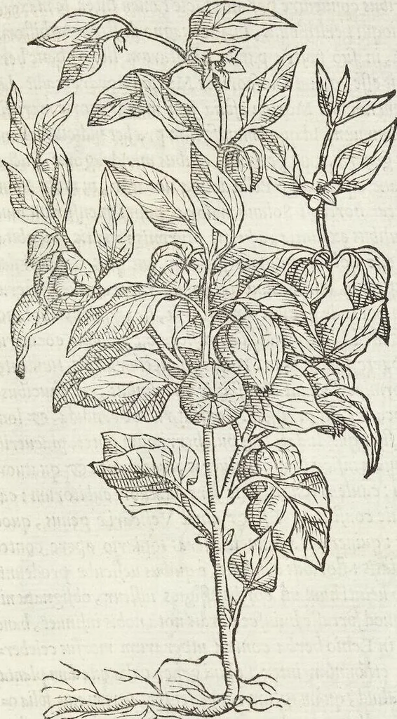 An illustration from Petri Andreae Matthioli Medici Senensis Commentarii, In Libros Sex Pedacii Dioscoridis Anazarbei, De Medica Materia: Adiectis quàm plurimis plantarum & animalium imaginibus, eodem authore, 1554, leaf 529