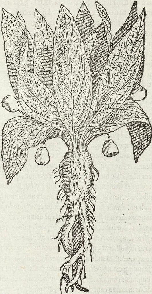 An illustration from Petri Andreae Matthioli Medici Senensis Commentarii, In Libros Sex Pedacii Dioscoridis Anazarbei, De Medica Materia: Adiectis quàm plurimis plantarum & animalium imaginibus, eodem authore, 1554, leaf 531