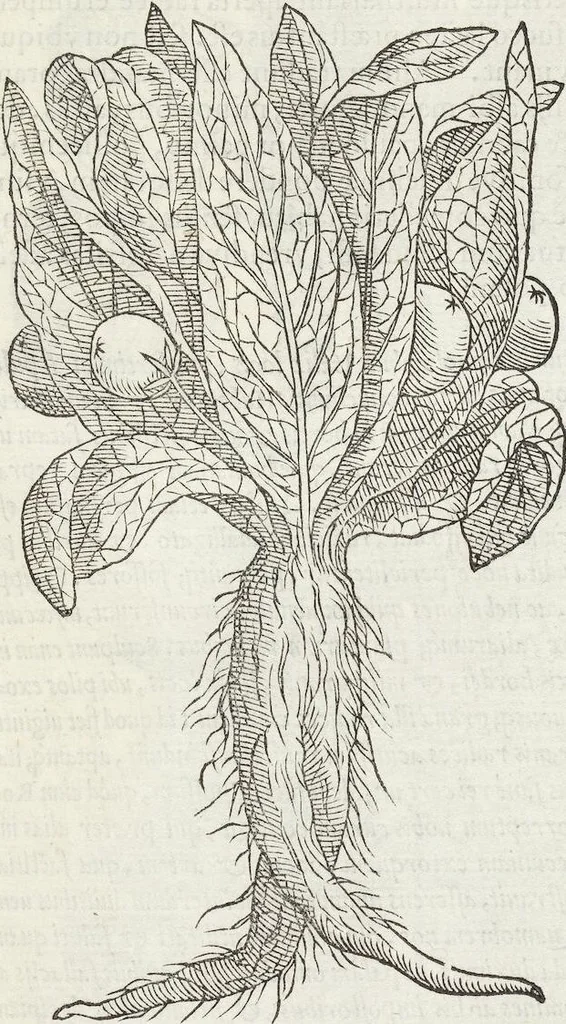 An illustration from Petri Andreae Matthioli Medici Senensis Commentarii, In Libros Sex Pedacii Dioscoridis Anazarbei, De Medica Materia: Adiectis quàm plurimis plantarum & animalium imaginibus, eodem authore, 1554, leaf 531