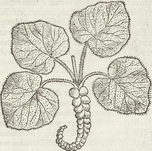 An illustration from Petri Andreae Matthioli Medici Senensis Commentarii, In Libros Sex Pedacii Dioscoridis Anazarbei, De Medica Materia: Adiectis quàm plurimis plantarum & animalium imaginibus, eodem authore, 1554, leaf 533