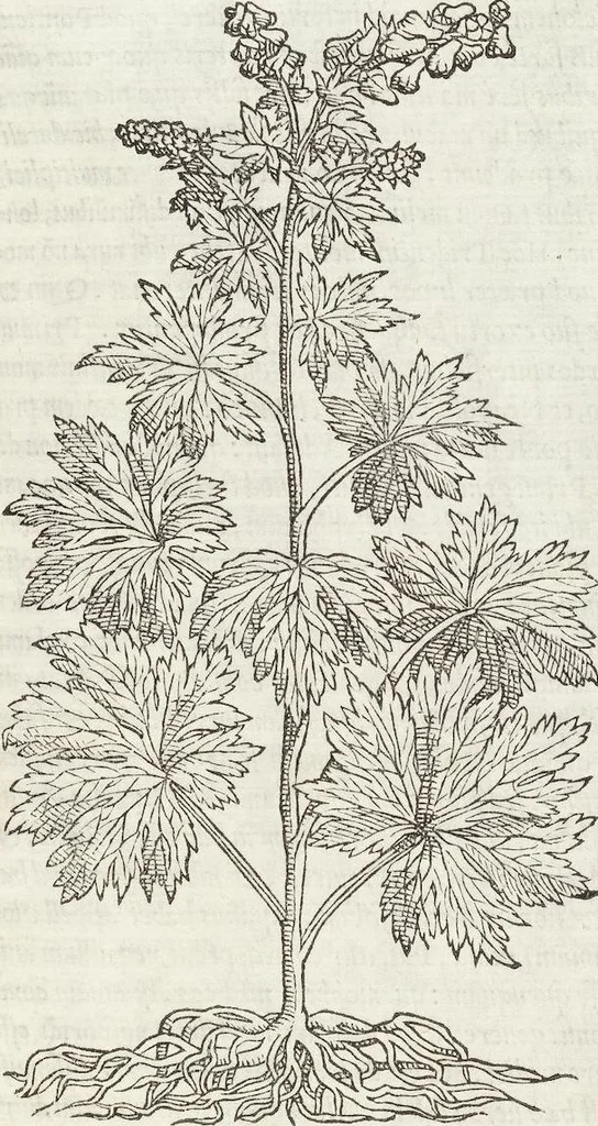 An illustration from Petri Andreae Matthioli Medici Senensis Commentarii, In Libros Sex Pedacii Dioscoridis Anazarbei, De Medica Materia: Adiectis quàm plurimis plantarum & animalium imaginibus, eodem authore, 1554, leaf 533