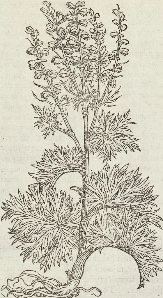 An illustration from Petri Andreae Matthioli Medici Senensis Commentarii, In Libros Sex Pedacii Dioscoridis Anazarbei, De Medica Materia: Adiectis quàm plurimis plantarum & animalium imaginibus, eodem authore, 1554, leaf 534