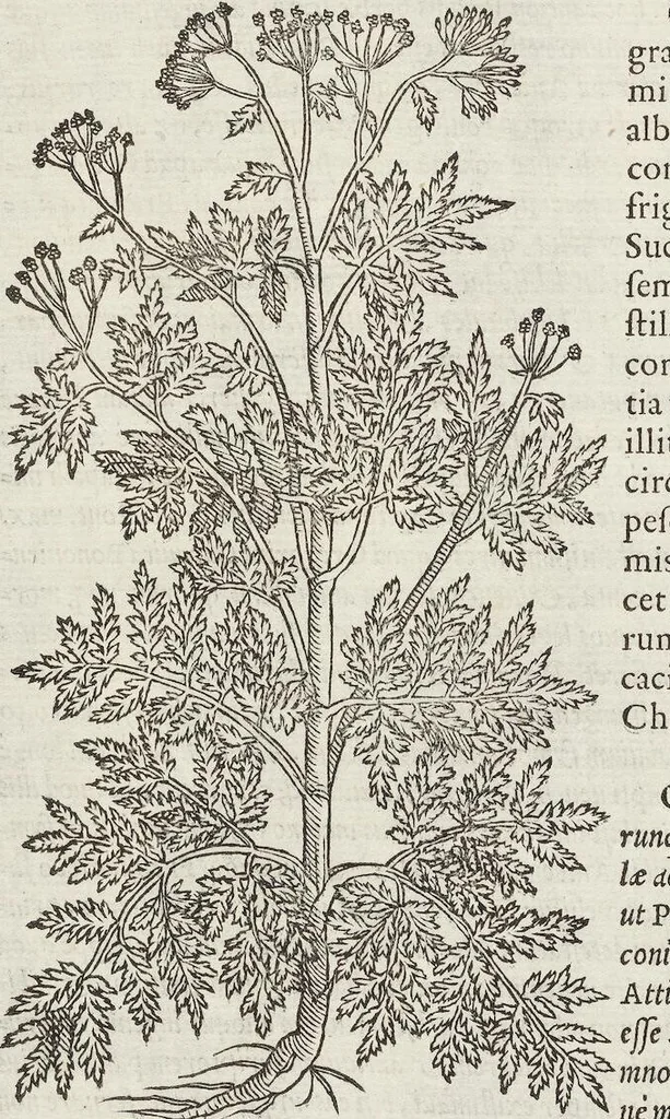 An illustration from Petri Andreae Matthioli Medici Senensis Commentarii, In Libros Sex Pedacii Dioscoridis Anazarbei, De Medica Materia: Adiectis quàm plurimis plantarum & animalium imaginibus, eodem authore, 1554, leaf 536